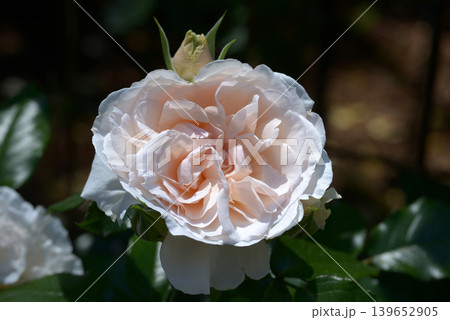 ルイーザ・ストーン バラの花 ルイーザ・ストーン バラの花 139652905