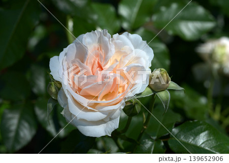 ルイーザ・ストーン　バラの花 139652906
