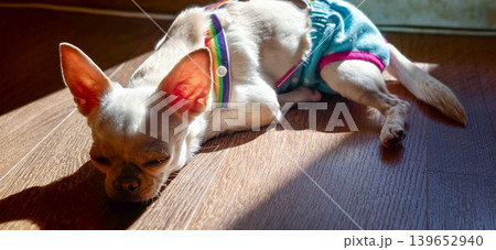 Small dog rests on wooden floor while sunlight shines in during the day Small dog rests on wooden floor while sunlight shines in during the day 139652940