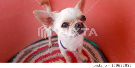 Small dog stands on a round mat inside a room with pink walls Small dog stands on a round mat inside a room with pink walls 139652953