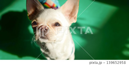 Cute dog sits on green floor under bright light in a cozy space 139652958