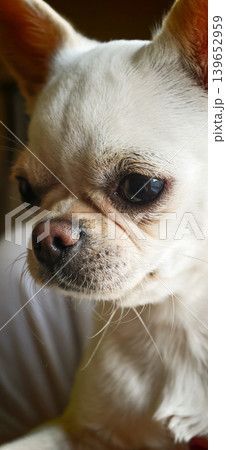 Small white dog with short hair and dark eyes relaxes indoors during the day Small white dog with short hair and dark eyes relaxes indoors during the day 139652959
