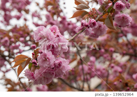Pink cherry blossom cluster fills spring branch with soft petals, bronze leaves, blurred floral background. Botanical content, seasonal marketing, nature education, wellness design 139652964