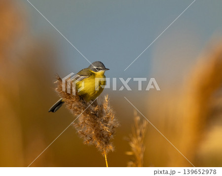 Male Yellow Wagtail in natural habitat Male Yellow Wagtail in natural habitat 139652978