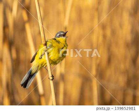 Male Yellow Wagtail in natural habitat Male Yellow Wagtail in natural habitat 139652981