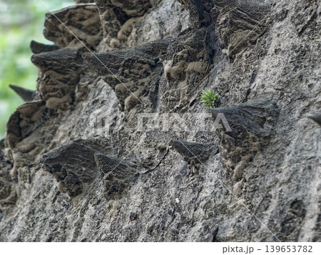 A close-up of thorns and a green shoot on the bark of an exotic tree, Ceiba speciosa A close-up of thorns and a green shoot on the bark of an exotic tree, Ceiba speciosa 139653782