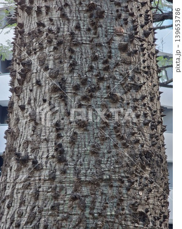 Texture of the bark of the exotic tree Ceiba speciosa with thorns on the surface Texture of the bark of the exotic tree Ceiba speciosa with thorns on the surface 139653786
