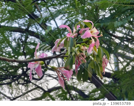 Pink and yellow flowers on the branches of the exotic tree Ceiba speciosa 139653789