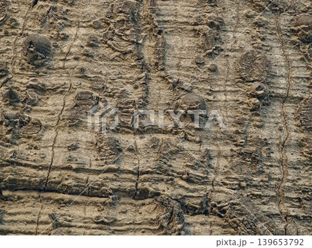 A close-up of the bark of the exotic Ceiba speciosa tree. The bark has cracks on the surface A close-up of the bark of the exotic Ceiba speciosa tree. The bark has cracks on the surface 139653792