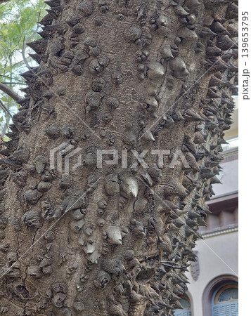 The bark surface of the exotic tree Ceiba speciosa in natural daylight The bark surface of the exotic tree Ceiba speciosa in natural daylight 139653795