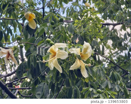 Close-up of yellow flowers on the branches of the exotic tree Ceiba speciosa 139653803