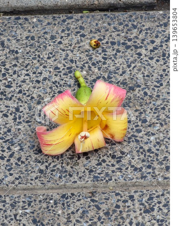 Fallen yellow flower of the exotic tree Ceiba speciosa on the pavement Fallen yellow flower of the exotic tree Ceiba speciosa on the pavement 139653804