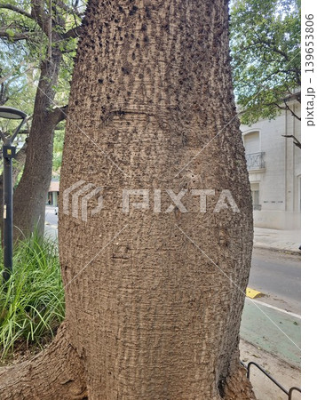 The characteristic bottle-shaped trunk of the exotic tree Ceiba speciosa 139653806