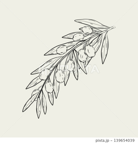Detailed black line art sketch of an olive branch with ripe fruits on a neutral beige background. Detailed black line art sketch of an olive branch with ripe fruits on a neutral beige background. 139654039