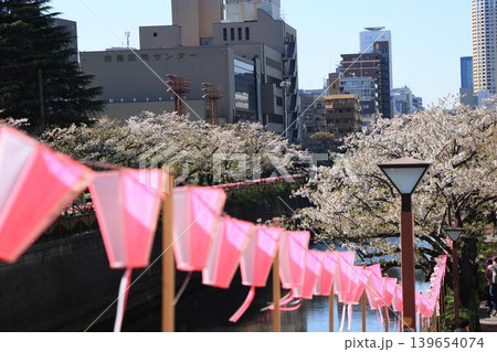 目黒川の桜 目黒川の桜 139654074