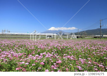 富士山をバックにきれいな花畑を通過する新幹線 139654275