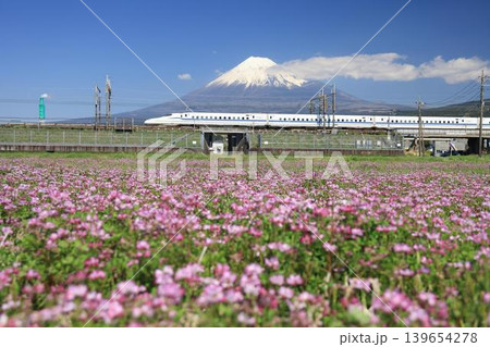 富士山をバックにきれいな花畑を通過する新幹線 139654278