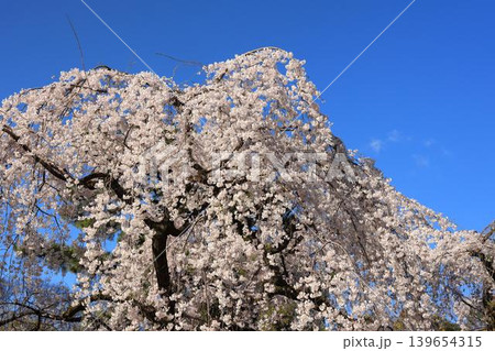 京都御所の枝垂れ桜 京都御所の枝垂れ桜 139654315