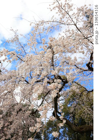 京都御所の枝垂れ桜 京都御所の枝垂れ桜 139654316