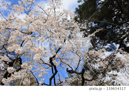 京都御所の枝垂れ桜 京都御所の枝垂れ桜 139654317
