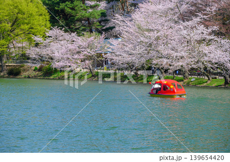 【臥竜公園】テントウムシのボートと桜【竜ヶ池】 139654420