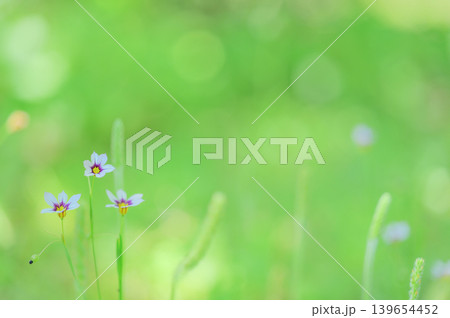 玉ボケとニワゼキショウの春の草原風景 139654452