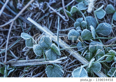 霜に覆われた野生の植物のクローズアップ 霜に覆われた野生の植物のクローズアップ 139654458