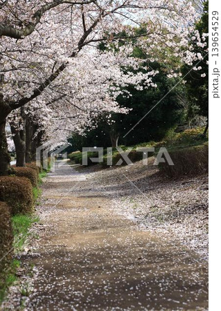 茨城県筑波南奥原工業団地の桜並木 茨城県筑波南奥原工業団地の桜並木 139654529