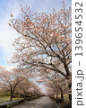 茨城県筑波南奥原工業団地の桜並木 139654532