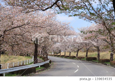 茨城県筑波南奥原工業団地の桜並木 茨城県筑波南奥原工業団地の桜並木 139654535