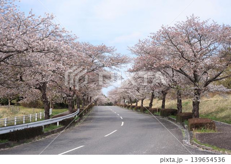 茨城県筑波南奥原工業団地の桜並木 茨城県筑波南奥原工業団地の桜並木 139654536