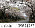 茨城県筑波南奥原工業団地の桜並木 139654537