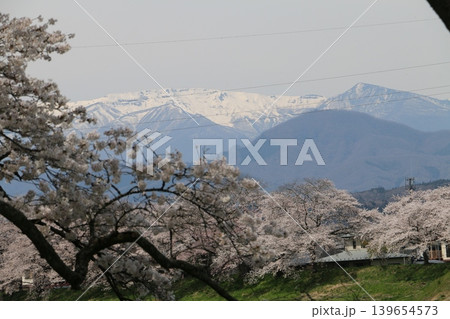 残雪の蔵王連峰とコラボする一目千本桜 残雪の蔵王連峰とコラボする一目千本桜 139654573