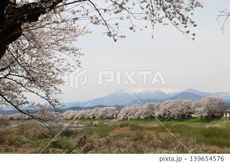 残雪の蔵王連峰とコラボする一目千本桜 139654576