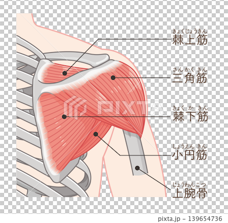 從後面看三角肌 從後面看三角肌 139654736