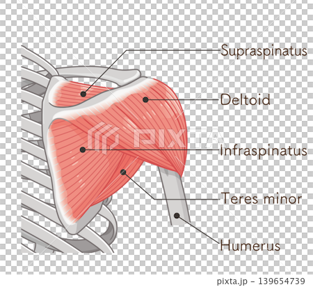 Deltoid muscle seen from the back Deltoid muscle seen from the back 139654739