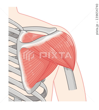 背面から見た三角筋 Deltoid muscle seen from the back 背面から見た三角筋 Deltoid muscle seen from the back 139654740