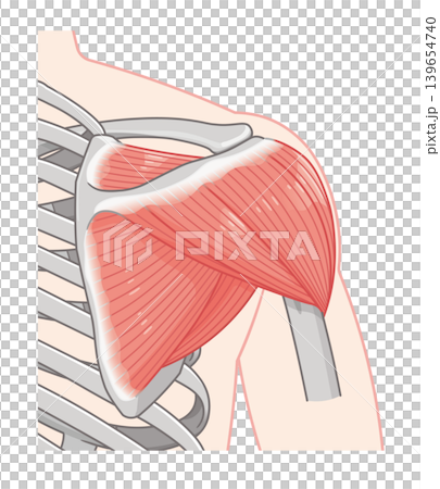 背面から見た三角筋 Deltoid muscle seen from the back 背面から見た三角筋 Deltoid muscle seen from the back 139654740