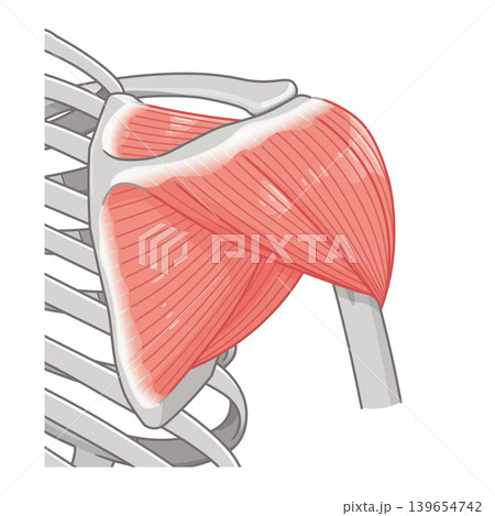 背面から見た三角筋 Deltoid muscle seen from the back 背面から見た三角筋 Deltoid muscle seen from the back 139654742