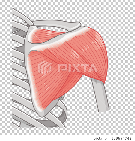 背面から見た三角筋 Deltoid muscle seen from the back 背面から見た三角筋 Deltoid muscle seen from the back 139654742