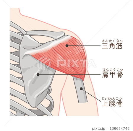 背面から見た三角筋 Deltoid muscle seen from the back 背面から見た三角筋 Deltoid muscle seen from the back 139654743