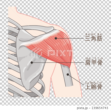 Deltoid muscle seen from the back Deltoid muscle seen from the back 139654743