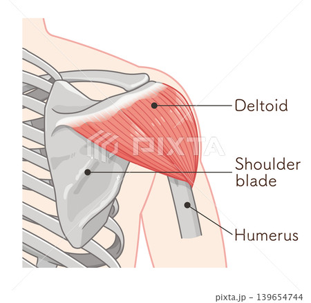 背面から見た三角筋 Deltoid muscle seen from the back 背面から見た三角筋 Deltoid muscle seen from the back 139654744