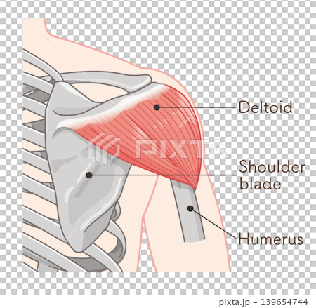 背面から見た三角筋 Deltoid muscle seen from the back 背面から見た三角筋 Deltoid muscle seen from the back 139654744