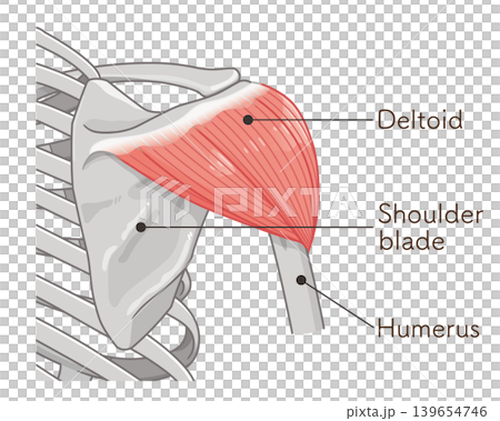 Deltoid muscle seen from the back Deltoid muscle seen from the back 139654746