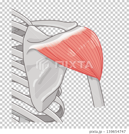 Deltoid muscle seen from the back Deltoid muscle seen from the back 139654747