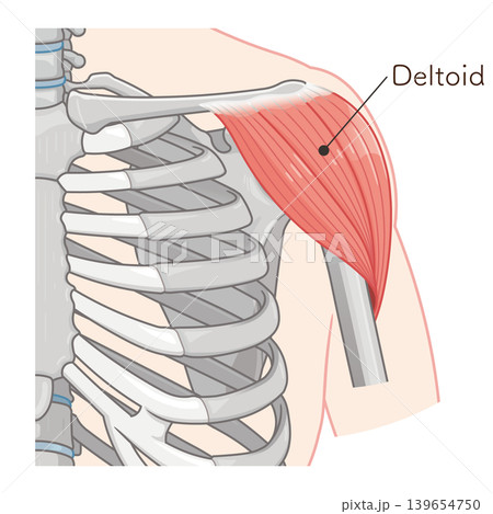 三角筋のイラスト Deltoids illustrationk 三角筋のイラスト Deltoids illustrationk 139654750