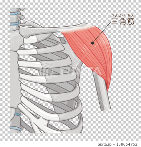 三角筋のイラスト Deltoids illustration 三角筋のイラスト Deltoids illustration 139654752