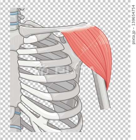 三角筋のイラスト Deltoids illustration 三角筋のイラスト Deltoids illustration 139654754