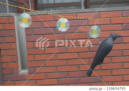 壁に備え付けられた防鳥具 壁に備え付けられた防鳥具 139654795